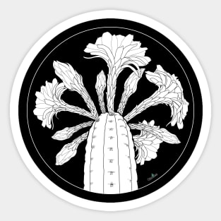 Trichocereus Flowering Spiral Solid Sticker